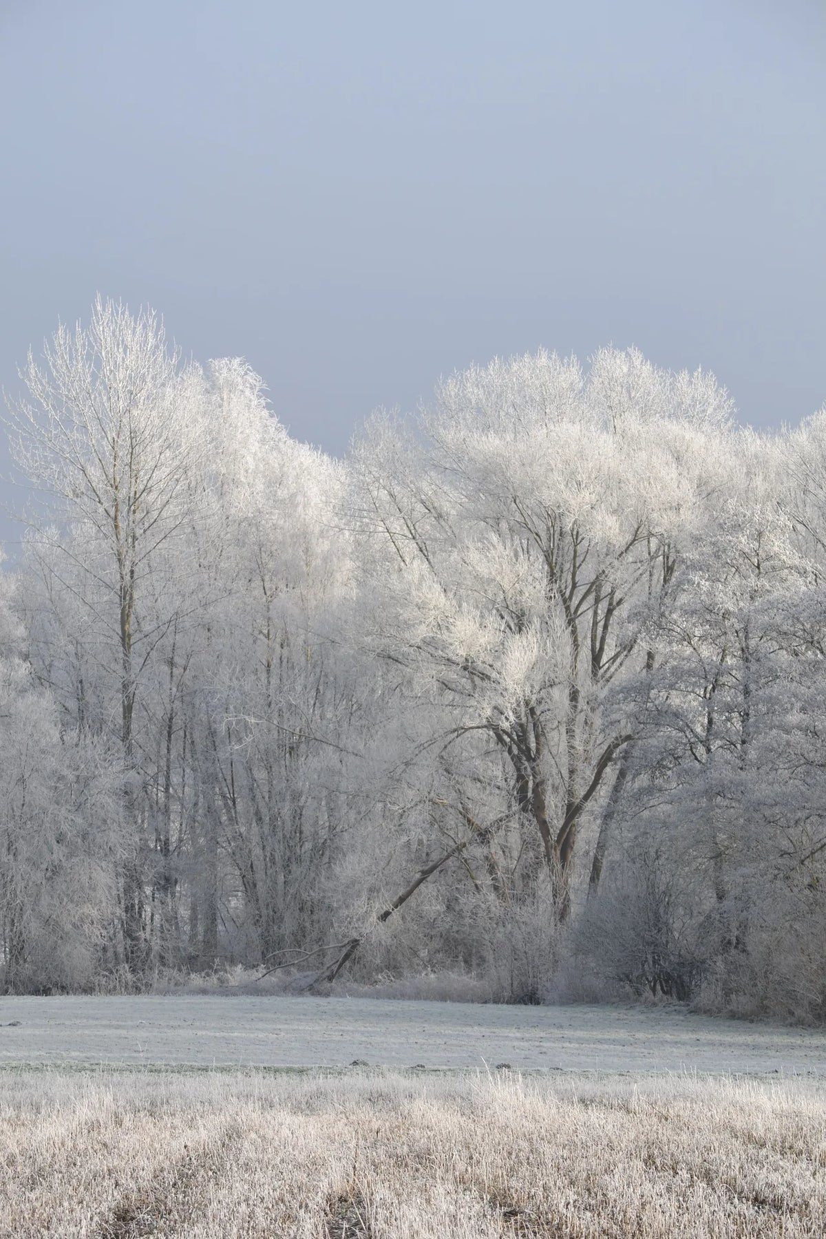 GIVRE