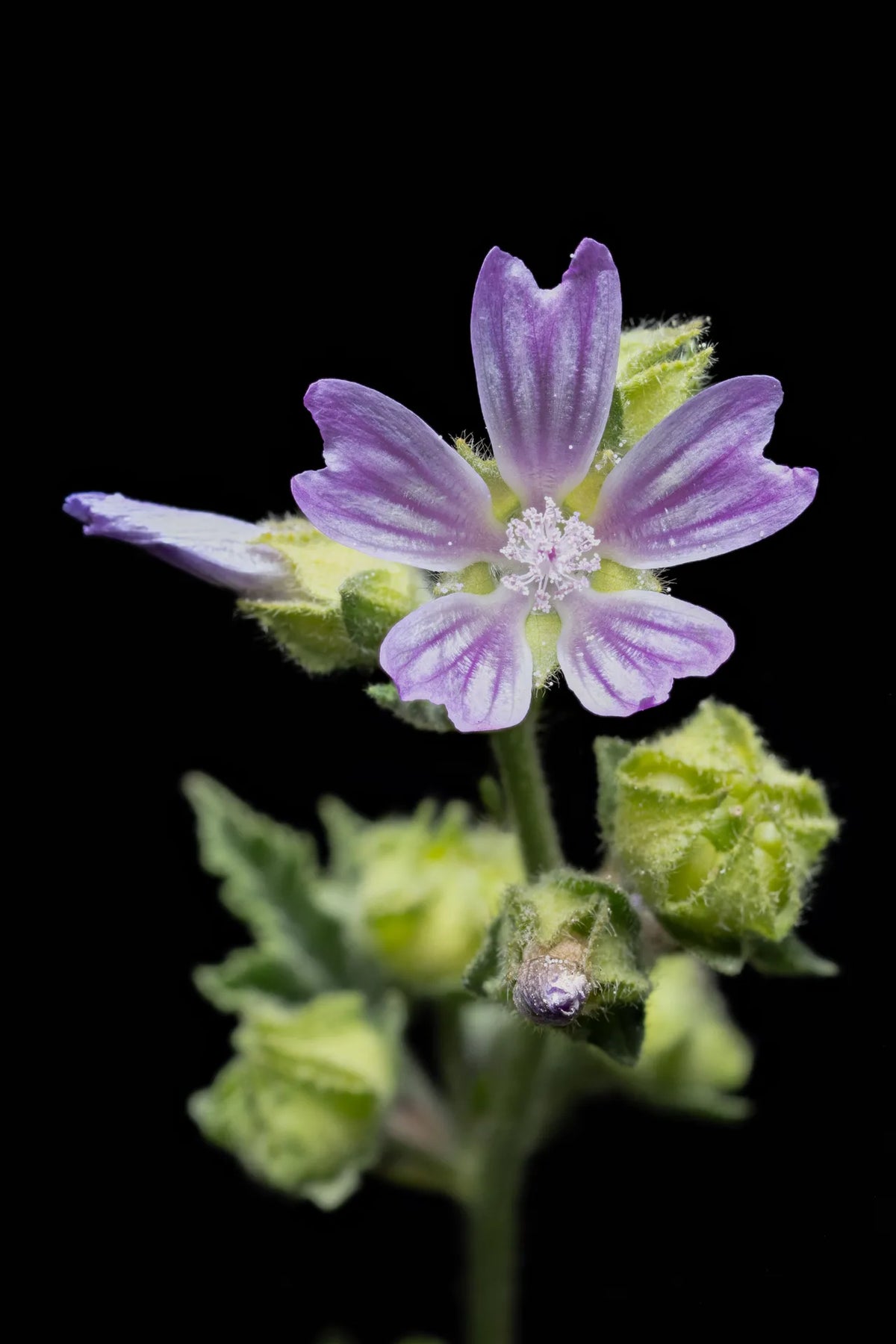 MAUVE CENDREE