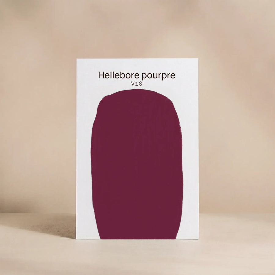HELLEBORE POURPRE