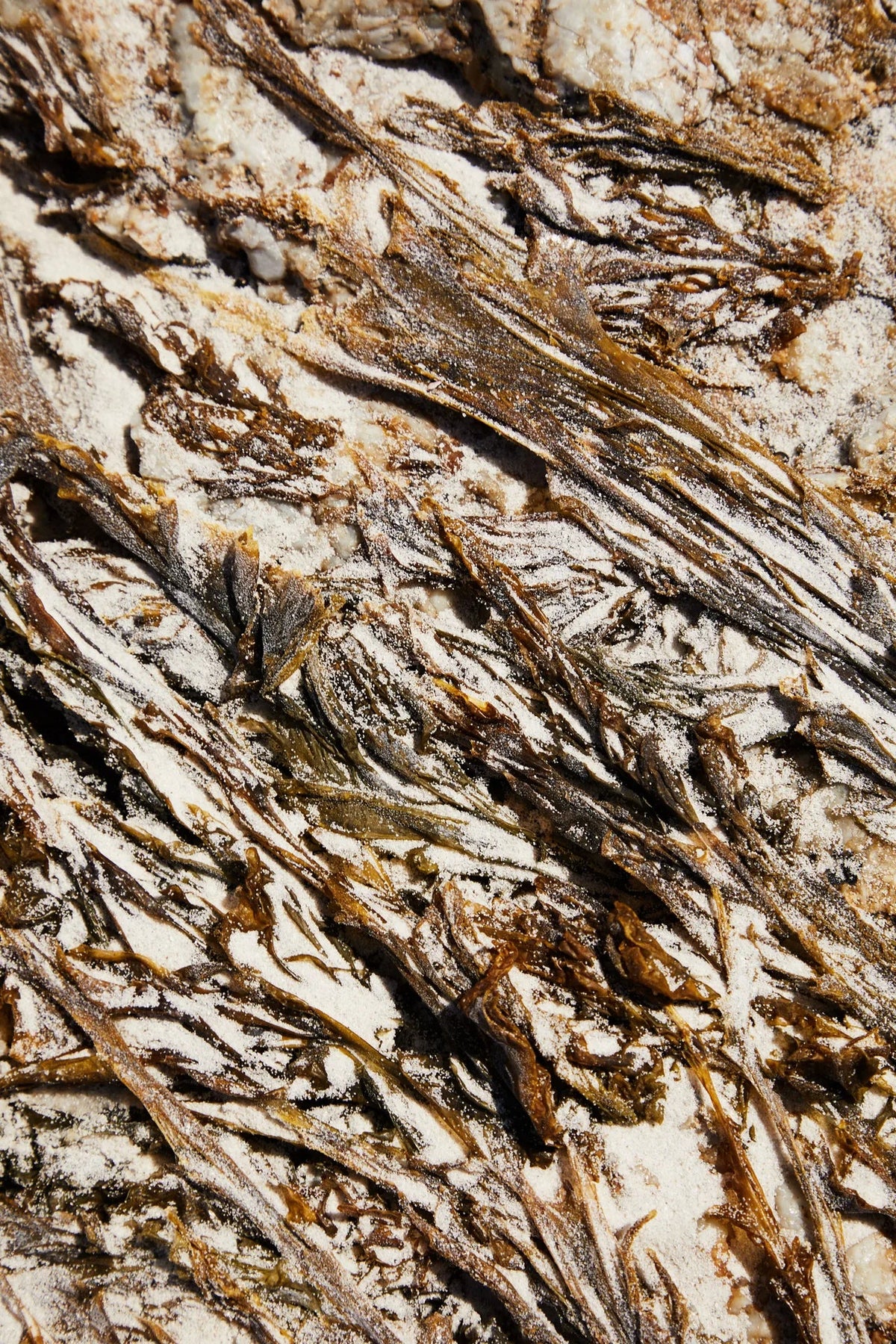 KOMBU OCRE