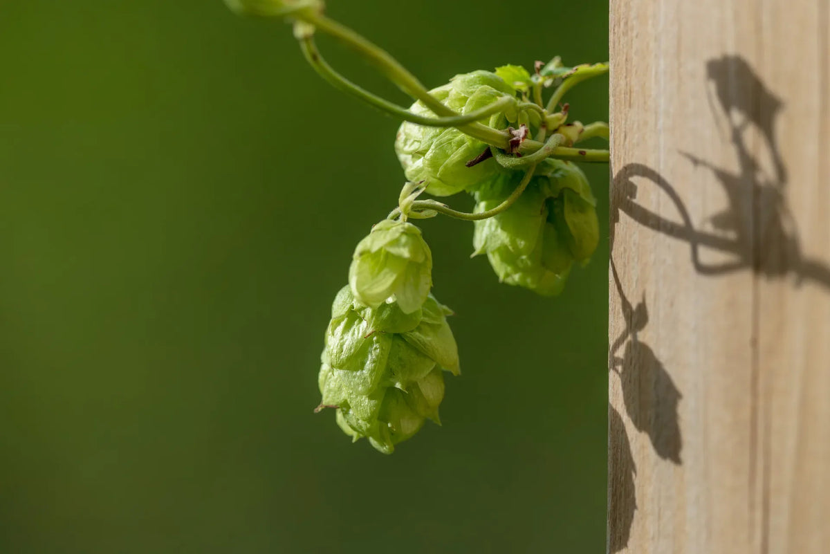 HOUBLON DORE